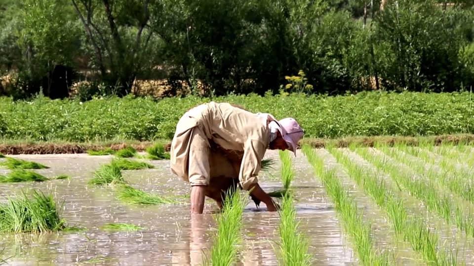 Due to drought, water-guzzling rice banned in Herat