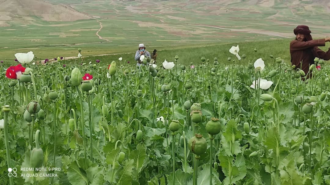 Poppies on over 3,700 acres of land eradicated in Takhar