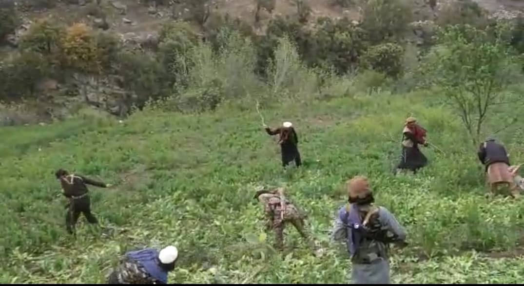 Poppy on 750 acres of land destroyed in Nuristan