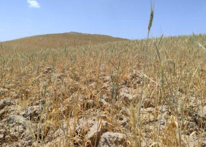 Some rain-feed wheat crops dried up in Sar-i-Pul