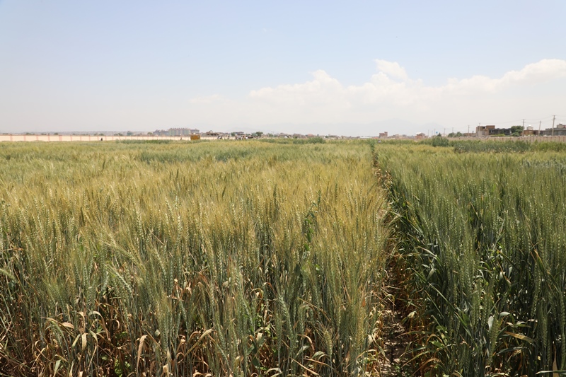 حاصلات گندم امسال افغانستان به ۴.۳ میلیون متریک تُن رسیده‌است