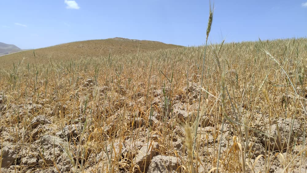 Some rain-feed wheat crops dried up in Sar-i-Pul