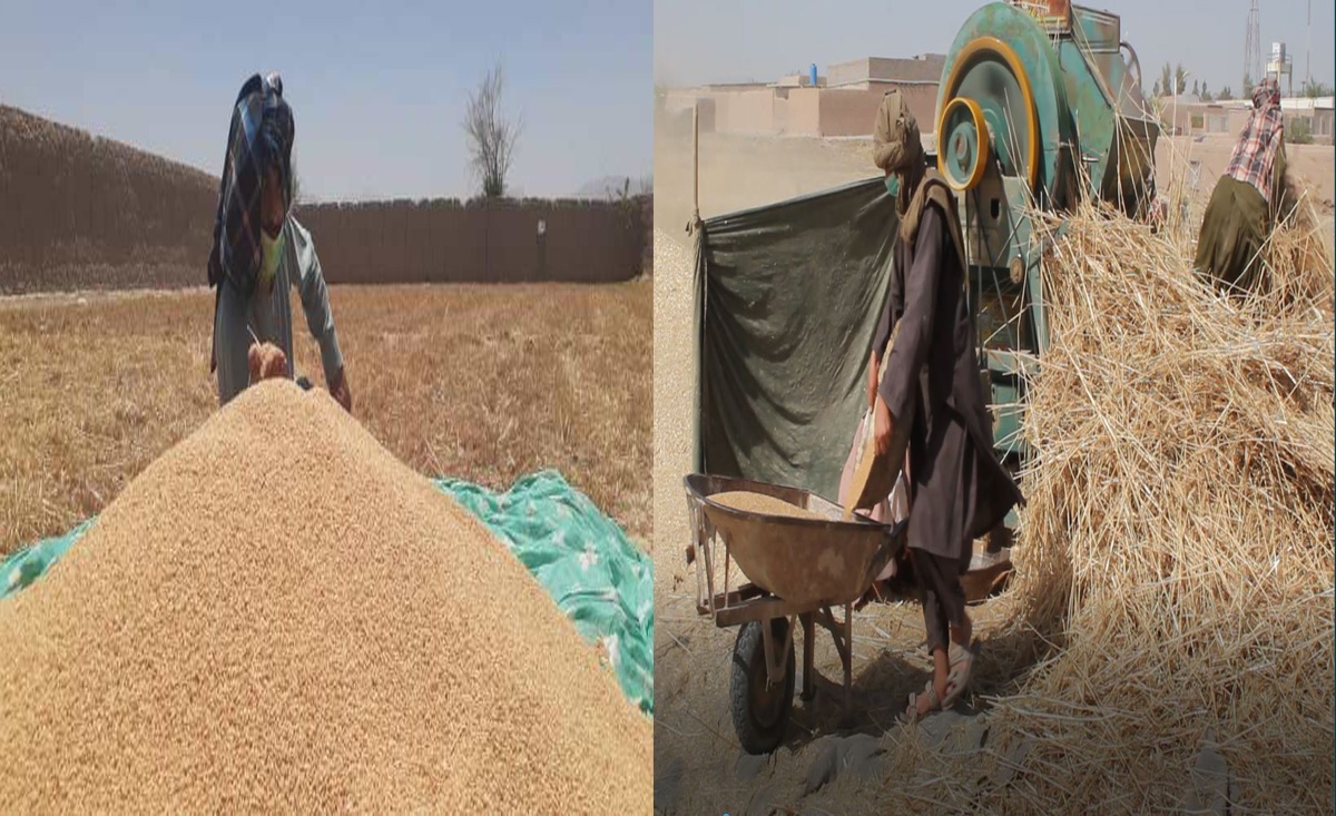 مسؤولین: امسال حاصلات گندم در ارزگان به ۱۳۰ هزار متریک تُن خواهد رسید