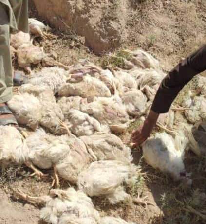 سه تن به اتهام فروش گوشت مرغ خودمُرده در سرپل بازداشت شدند