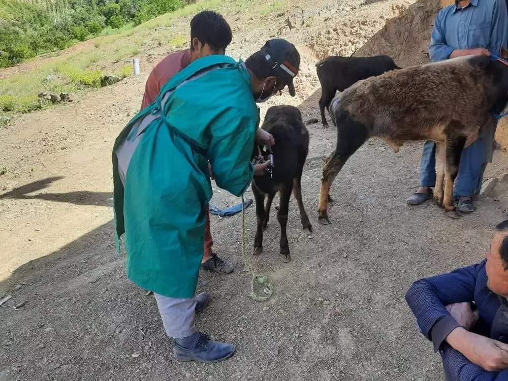 Hundreds livestock lost to different diseases in Daikundi