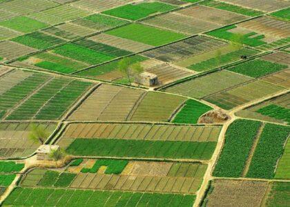 Cultivated land expands by 7.7 pc this year: NSIA