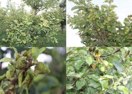 New plant disease hit some Ghazni fruit trees