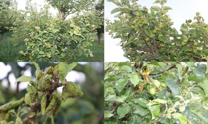 New plant disease hit some Ghazni fruit trees