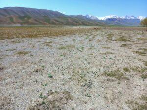 Bamyan’s drought-hit farmers seek govt support