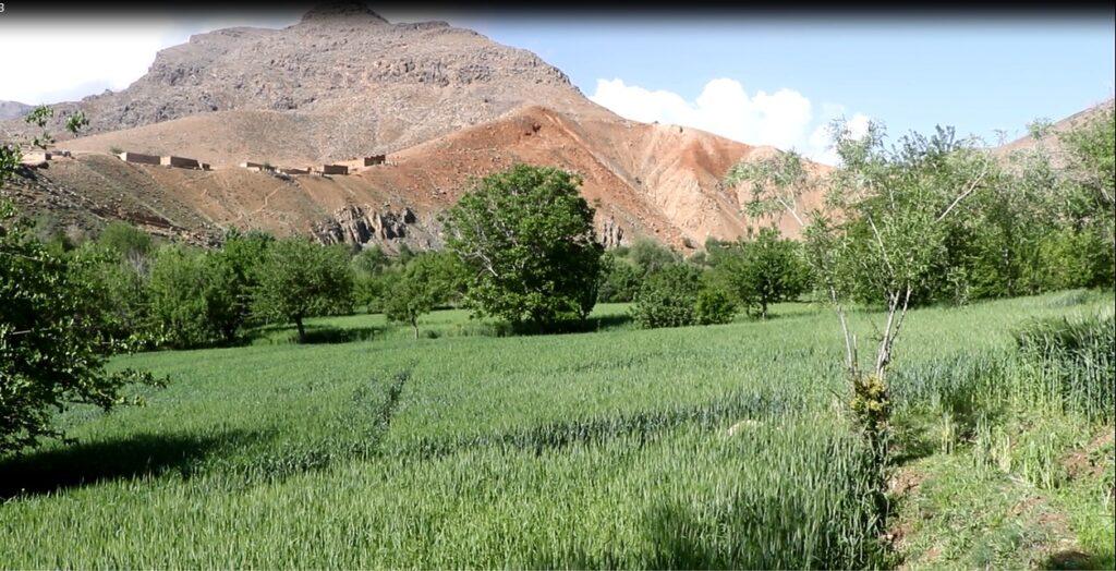 د دایکنډي کروندګر: حکومت دې له‌ موږ سره د کرنې عصري کولو برخه کې مرسته وکړي