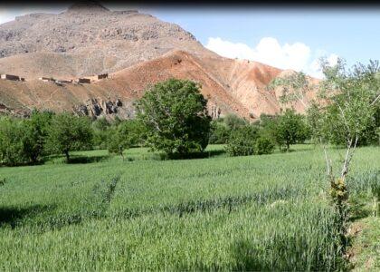  دهاقین دایکندی: حکومت در زمینۀ مکانیزه شدن کشت و زراعت با ما همکاری کند