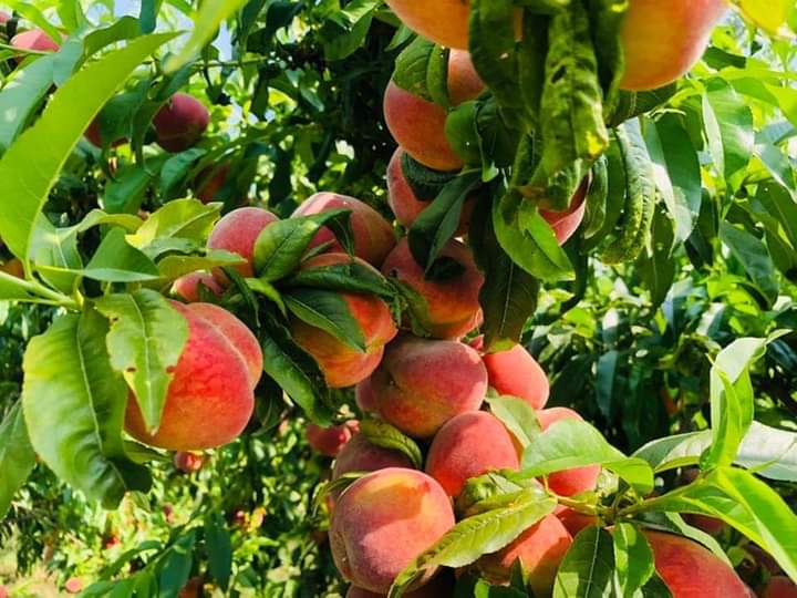 As peach yield soars, Nangarhar horticulturists demand training