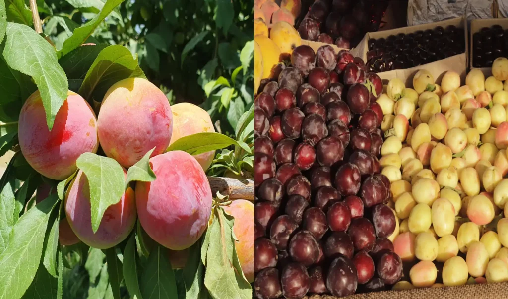 باغداران قندهار: به دلیل نبود سردخانه‌ها میوه‌‌جات خود را به نصف قیمت می‌فروشیم