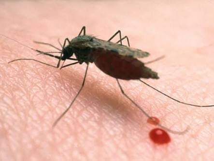 Malaria cases spike in eight districts of Nangarhar