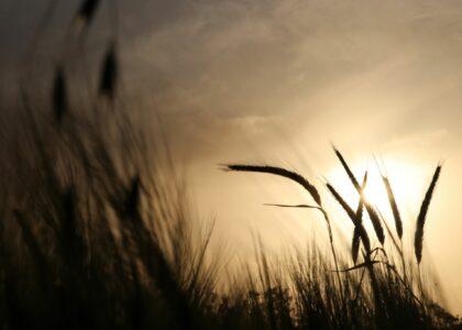 حاصلات للمی در هرات ۸۰ درصد کاهش یافته‌است