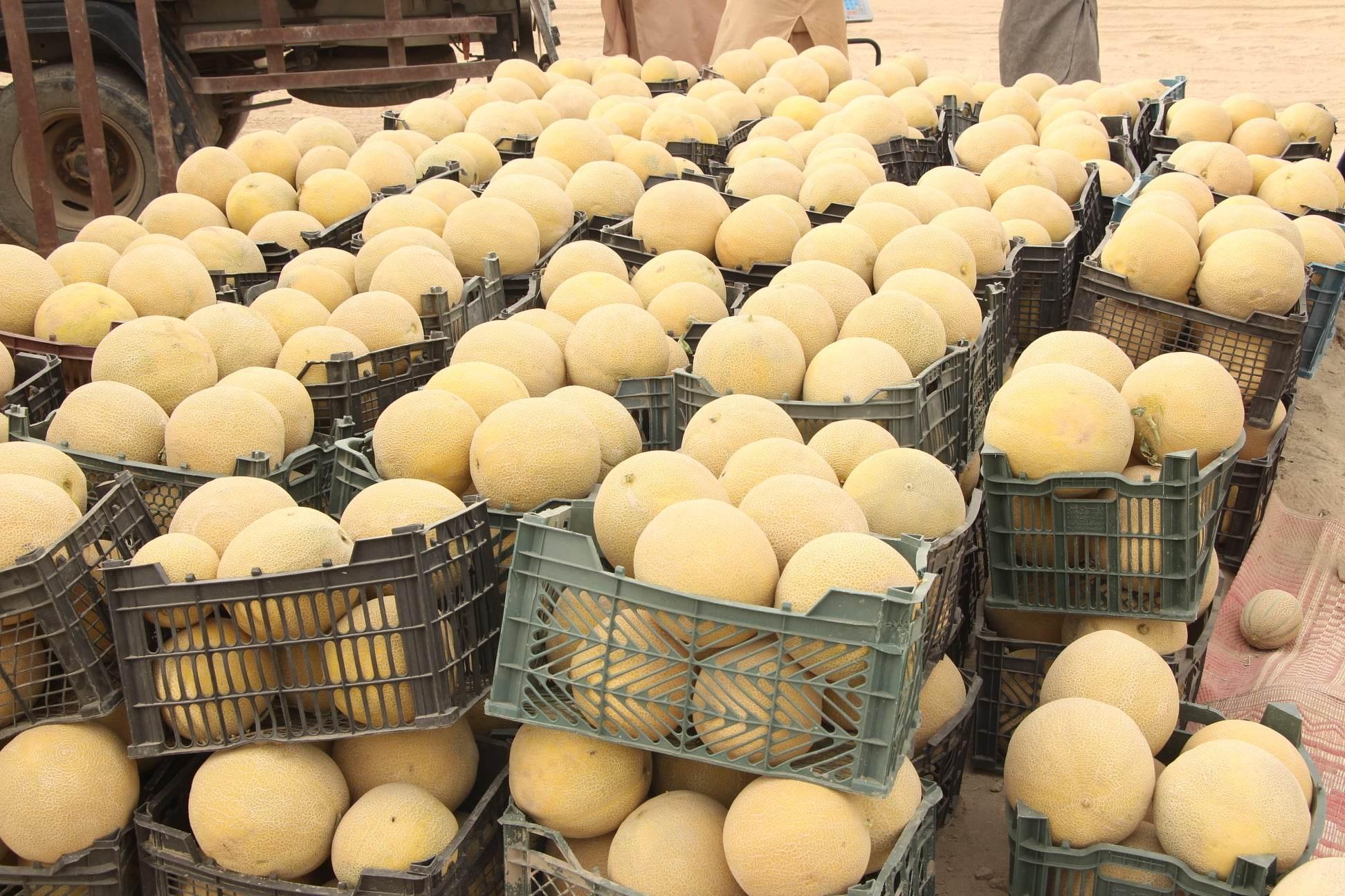 Melon yield estimated at 130,000 tons in Kunduz