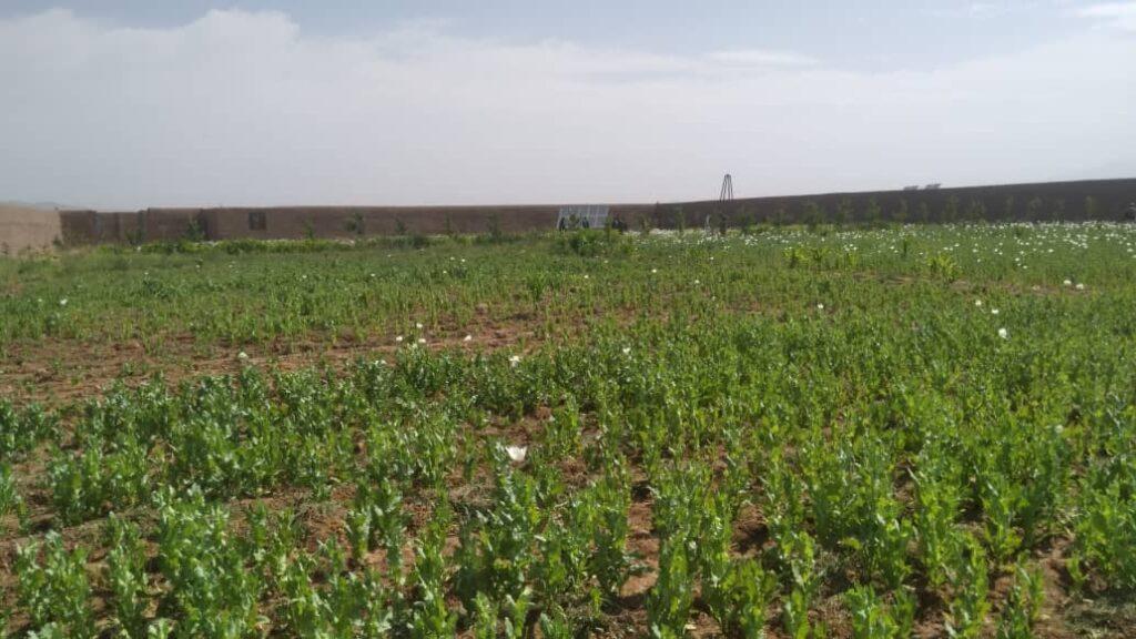 Poppy crop on 61 acres land eradicated in Herat province