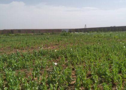 Poppy crop on 61 aces land eradicated in Herat province