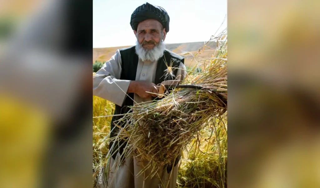 Afghanistan experiencing climatic, economic shocks: OCHA