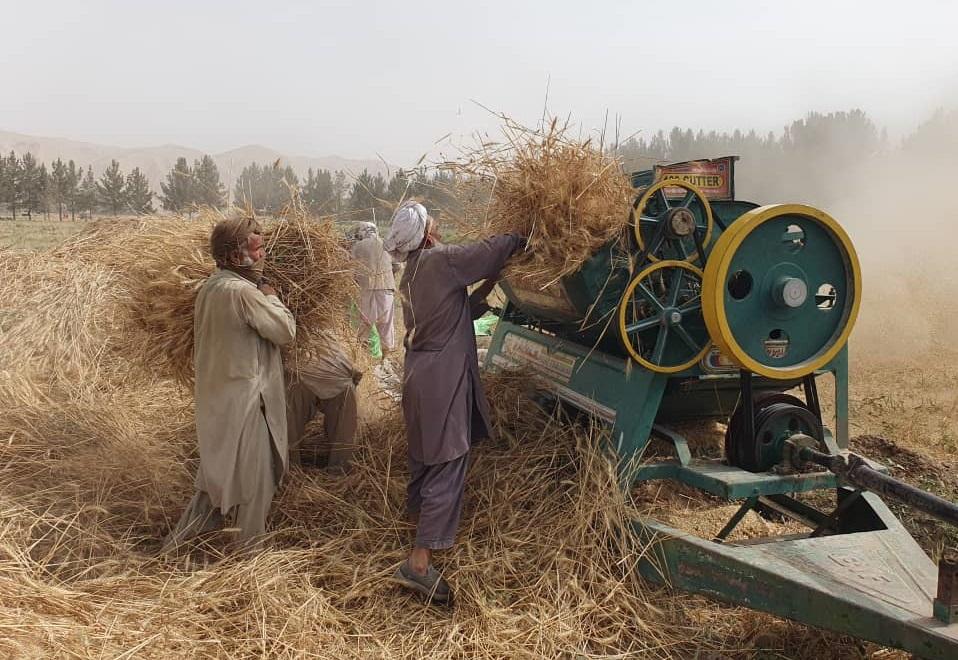 Baghlan wheat yield goes up by 11pc this year