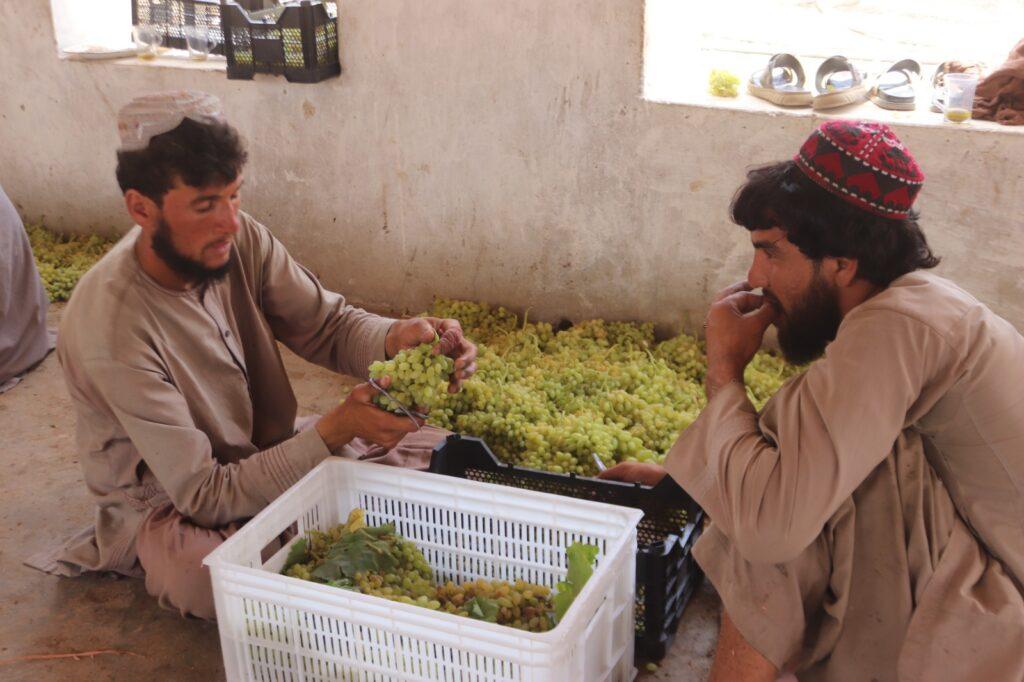تاجران در قندهار از حکومت خواستار ایجاد دهلیز هوایی برای صادرات انگور اند
