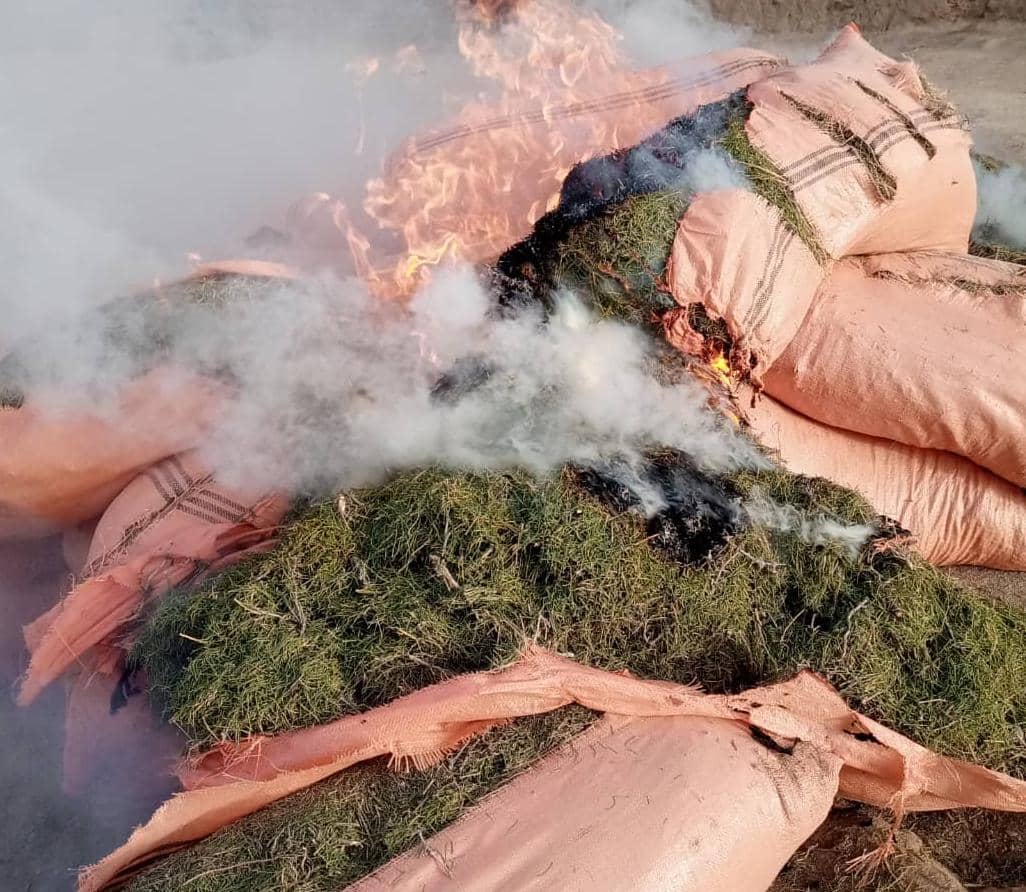 3000kg of ephedra plant recovered, destroyed in Uruzgan
