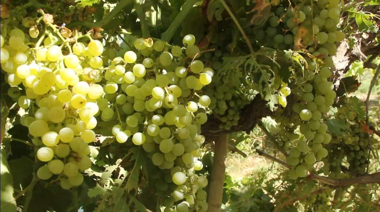 Grape yields down by 90pc in Kunduz this year