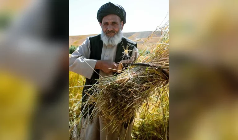 اوچا: له هرو پنځو افغانانو دوه یې له حادې غذایي ناامنۍ سره مخ دي