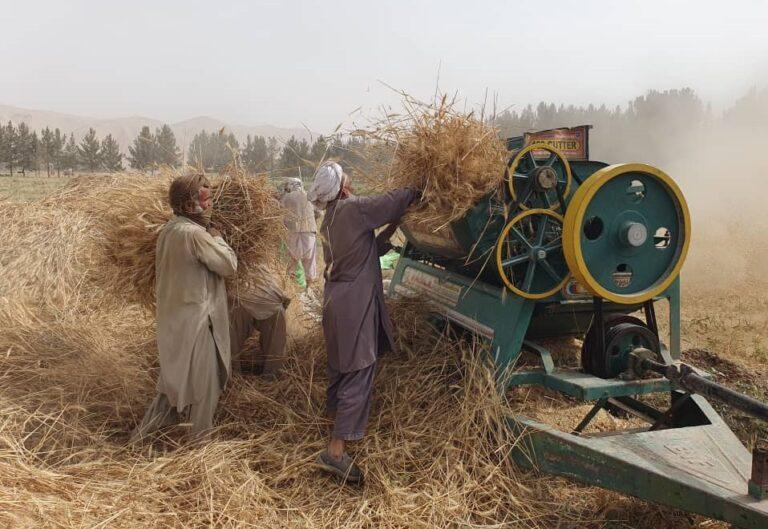 بغلان کې سږ کال ١٥٨ زره مټريک ټنه غنم توليد شوي