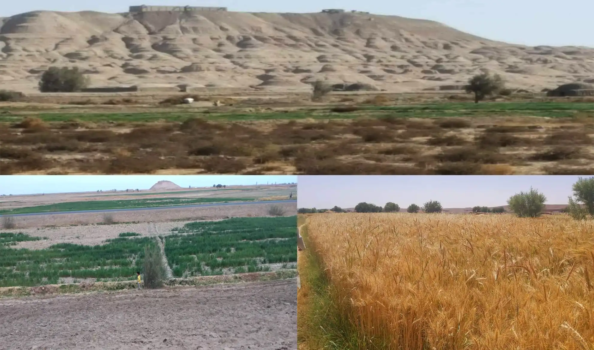‘Nimroz agriculture production down by 50pc’