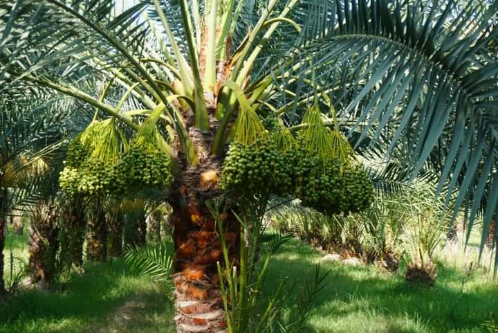 مسؤولین: امسال حاصلات باغ‌ خرما در کانال ننگرهار به ۲۲ تُن خواهد رسید