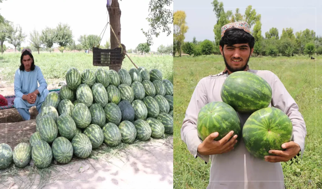 Watermelon harvest increases in Khost this year