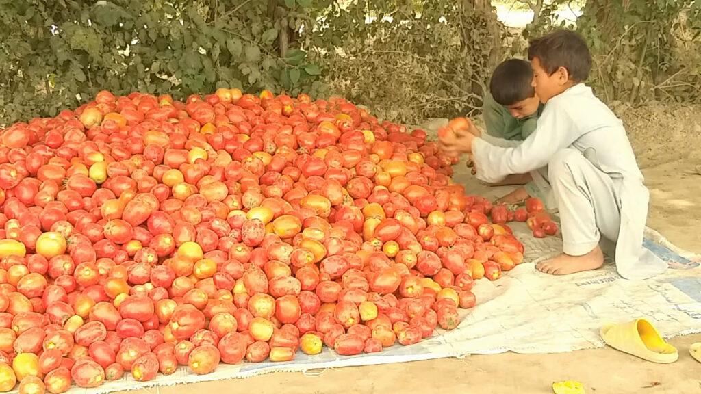 Baghlan farmers demand proper market for tomato harvest
