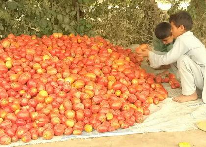 Baghlan farmers demand proper market for tomato harvest