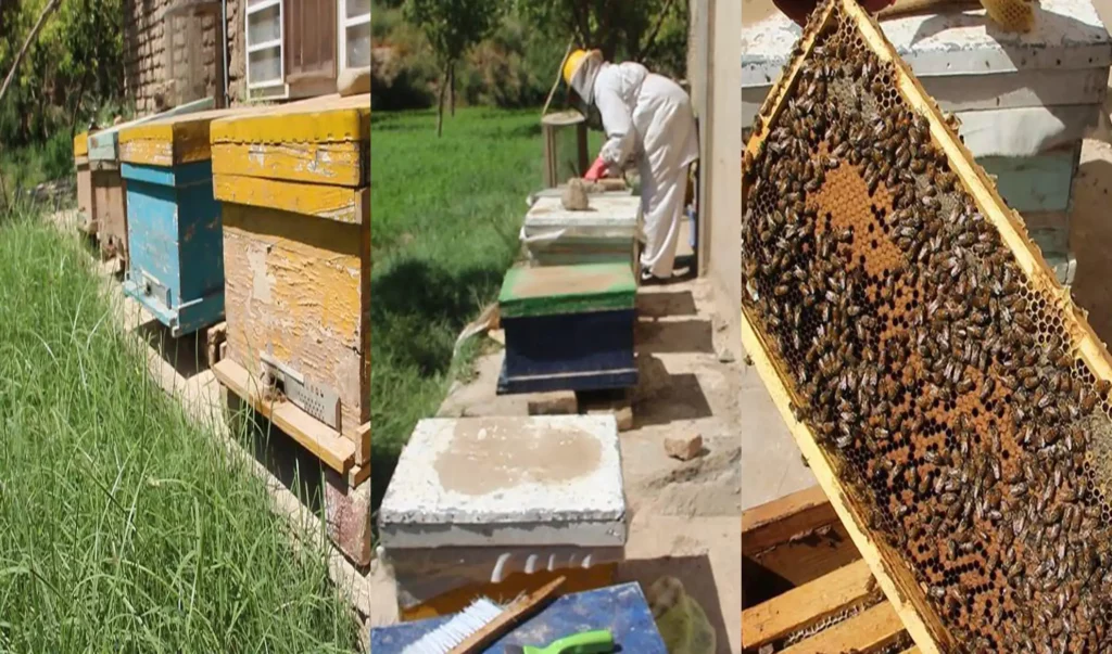 زنبورداران در هرات از نبود بازار و افزایش واردات عسل بی‌کیفیت نگران اند