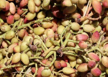 «شول پسته» در بادغیس شکستانده شد