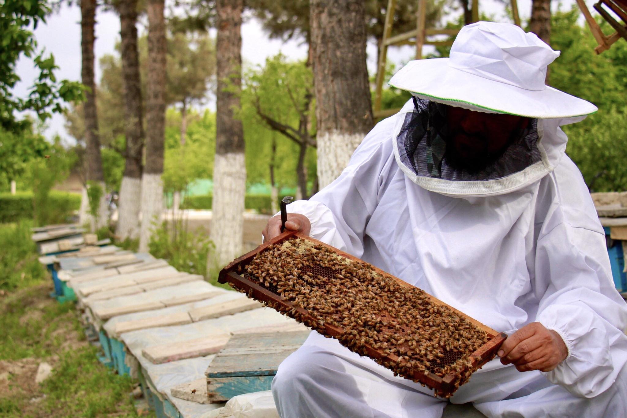 Paktia produces 317 tonnes of honey in 6 months