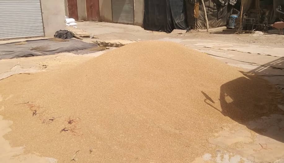 Helmand farmers: Wheat yield good, but prices down