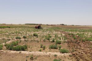 Cannabis crop on 100 acres of land eradicated in Paktika