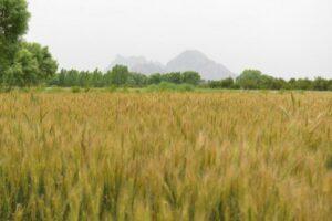 ‘Nangarhar to become self-sufficient in wheat production in 3-year’