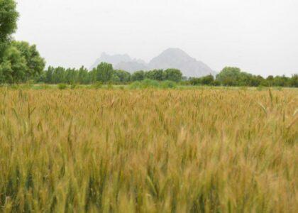 حاصلات گندم در ولایت پروان، نسبت به سال گذشته ده درصد افزایش یافته است