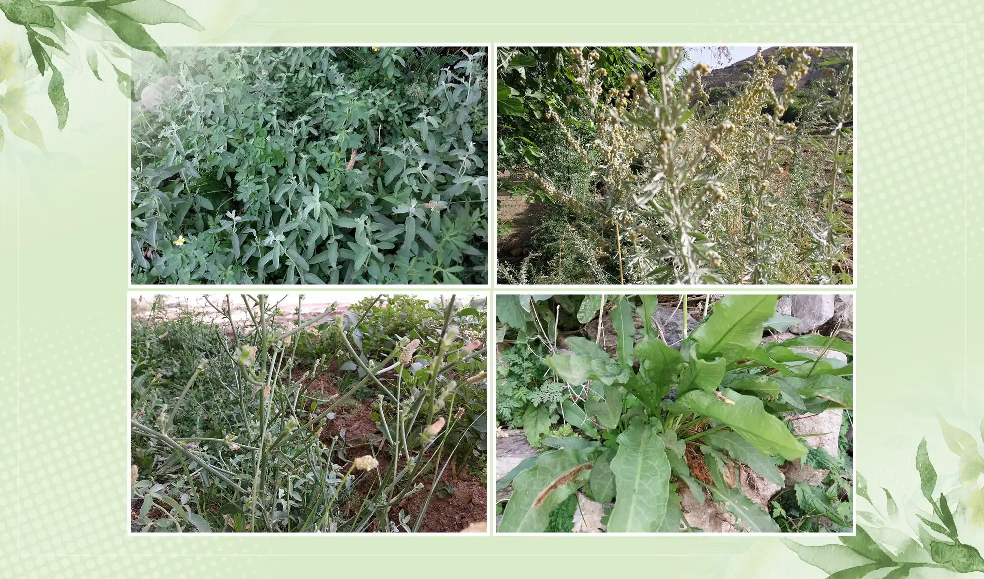 39 varieties of natural medical herbs identified in Panjsher