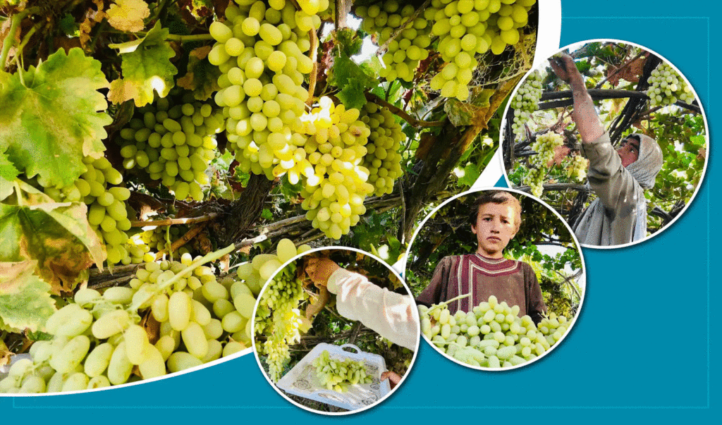 Balkh grape yield down by 80pc due to harsh winter