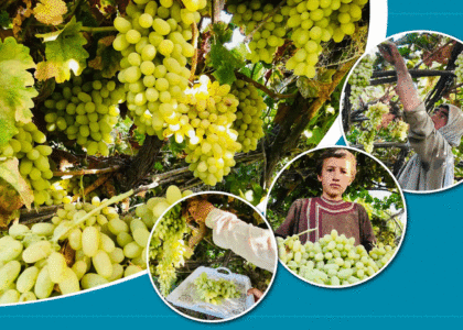 Balkh grape yield down by 80pc due to harsh winter