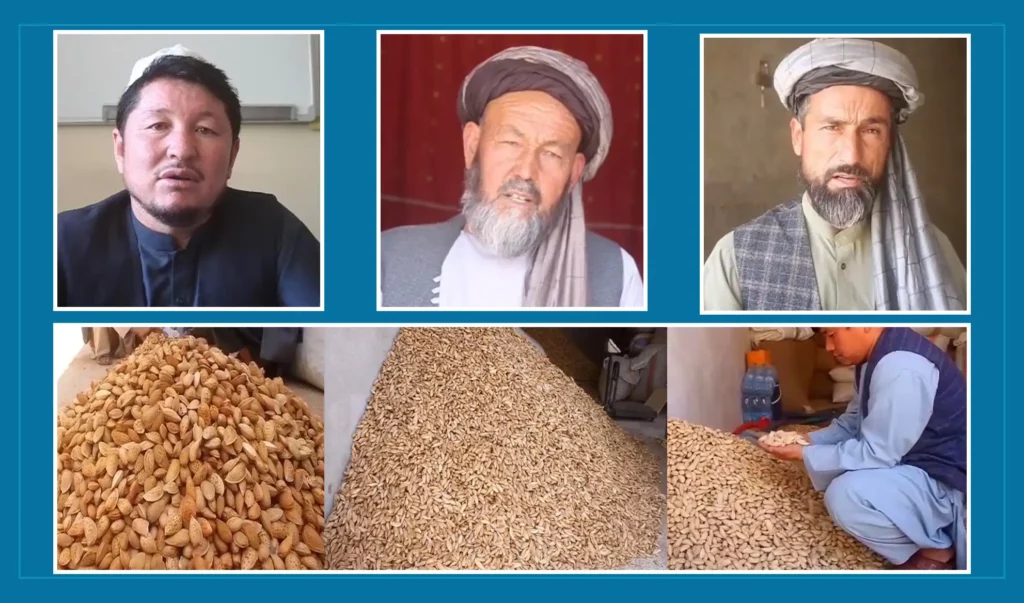 Almond yield declines by whopping 60pc in Samangan