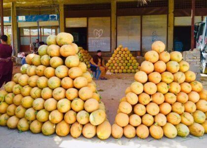 Melon yield down, prices halve from last year in Balkh