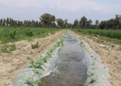 Deep wells behind receding underground water in Nangarhar