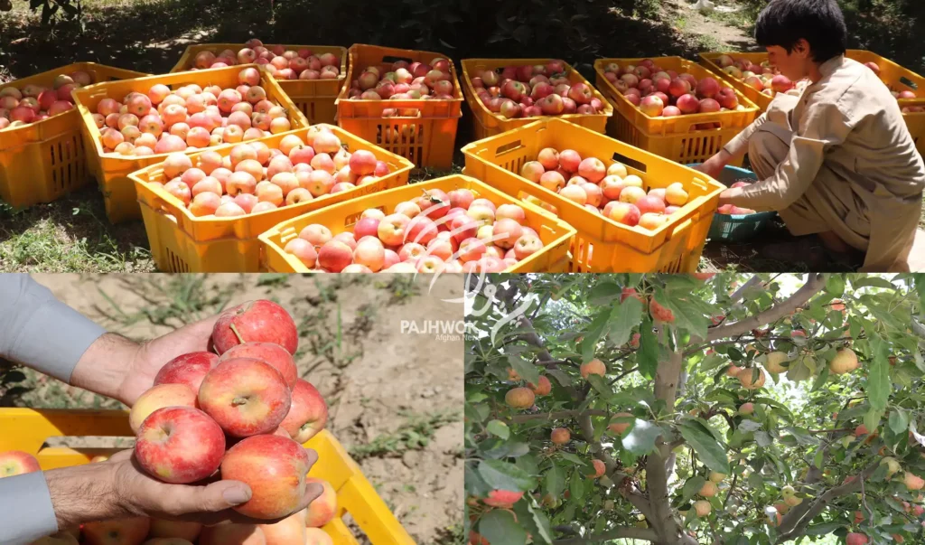 Apple yield up in Ghazni, farmers demand market, cold storages