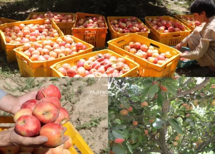 Apple yield up in Ghazni, farmers demand market, cold storages