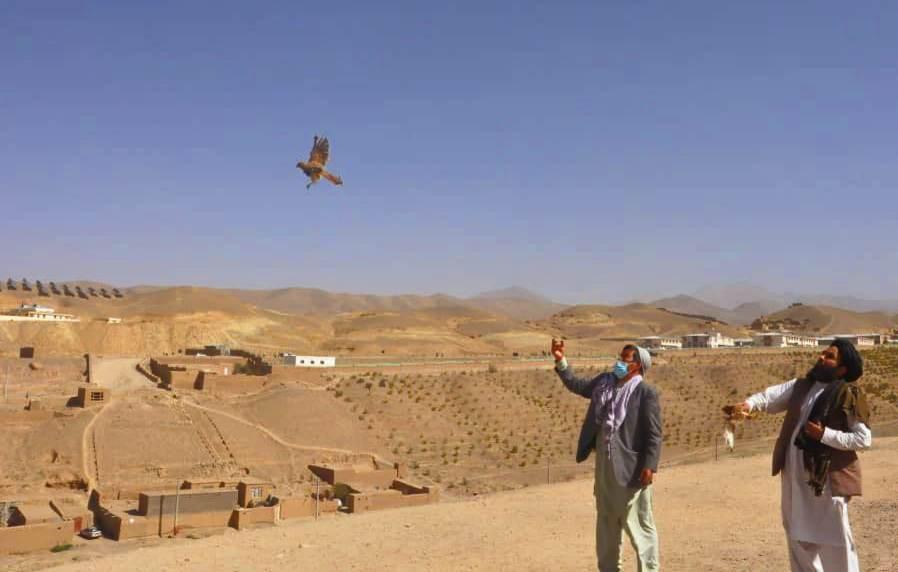 Bamyan: Smuggler detained, 12 birds freed into the wild